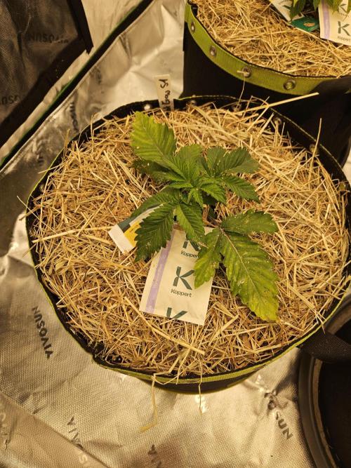 Geist Grow – Geist Grow OG S1. Week 3