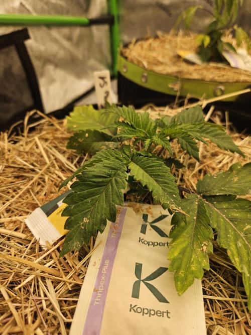 Geist Grow – Geist Grow OG S1. Week 3
