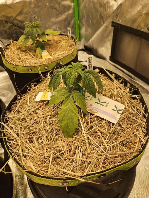 Gas Gimlet - Wizard Trees #3. Week 3