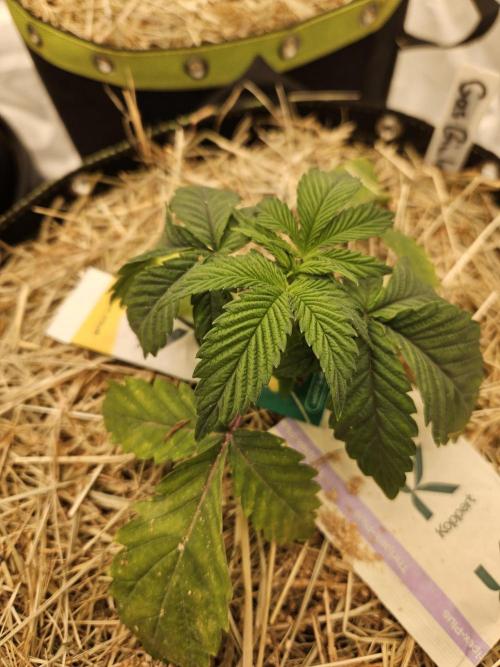 Gas Gimlet - Wizard Trees #3. Week 3