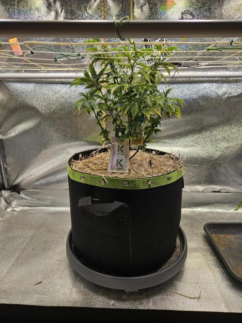 Slushberry Mintz - Outdoor vs Indoor. Week 9