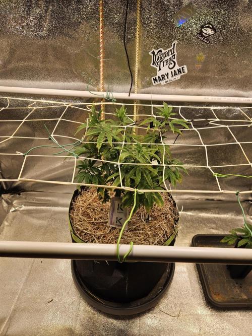Slushberry Mintz - Outdoor vs Indoor. Week 9