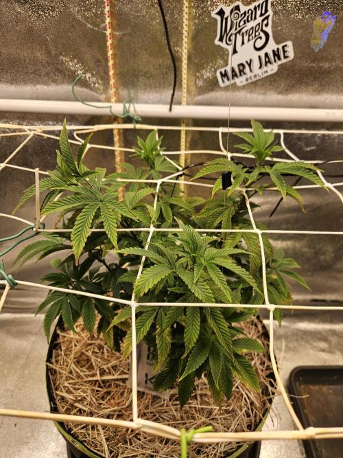 Slushberry Mintz - Outdoor vs Indoor. Week 9