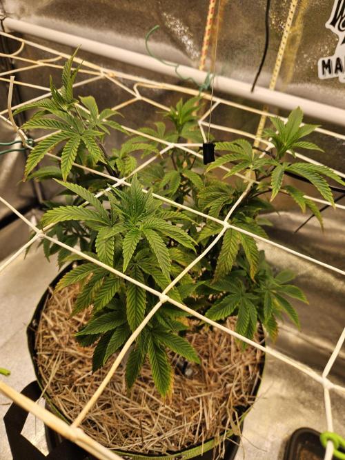 Slushberry Mintz - Outdoor vs Indoor. Week 9