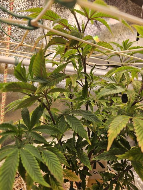 Slushberry Mintz - Outdoor vs Indoor. Week 9