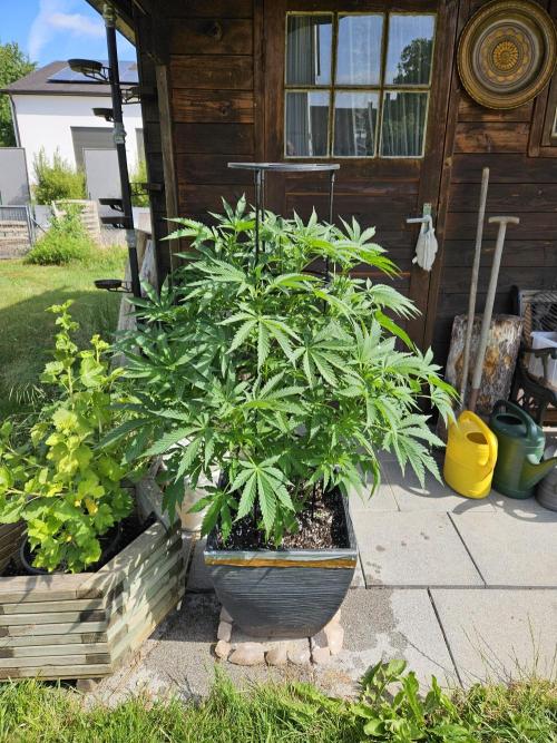 Slushberry Mintz - Outdoor vs Indoor. Week 9