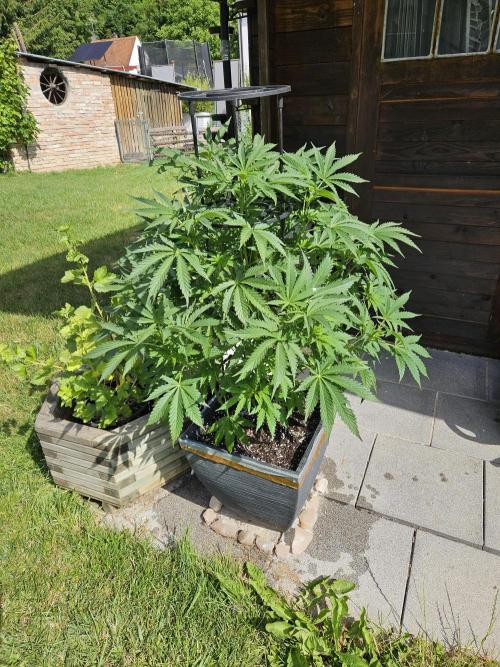 Slushberry Mintz - Outdoor vs Indoor. Week 9