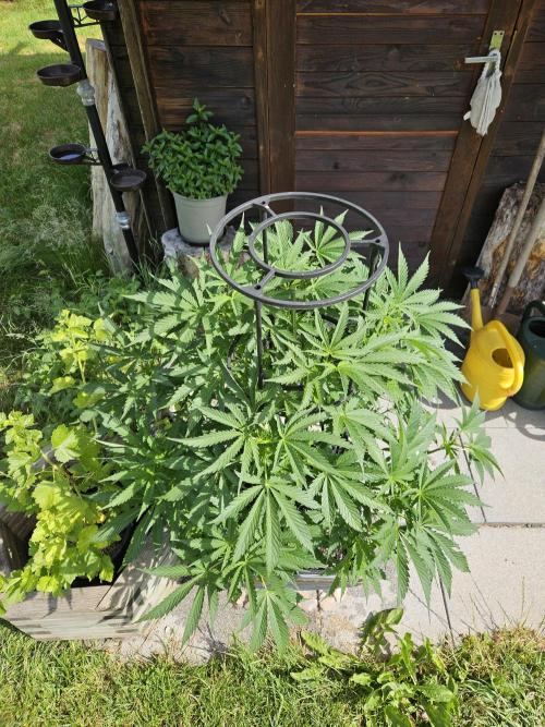 Slushberry Mintz - Outdoor vs Indoor. Week 9