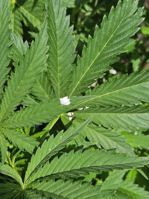 Slushberry Mintz - Outdoor vs Indoor. Week 9 - bird shit