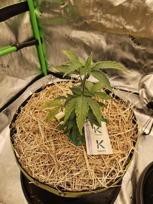 Zoapz 34 - HnnyHmp. Week 4