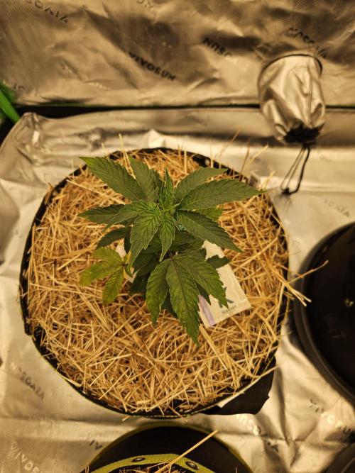 Zoapz 34 - HnnyHmp. Week 4