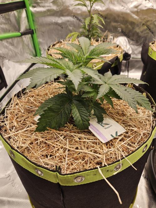 Geist Grow – Geist Grow OG S1. Week 4