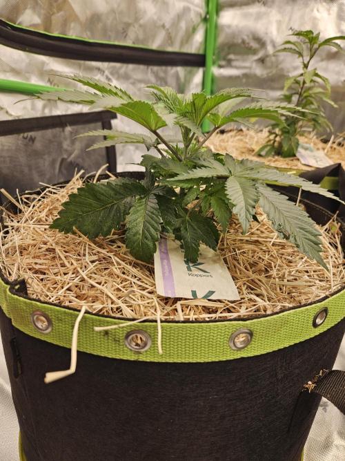 Geist Grow – Geist Grow OG S1. Week 4