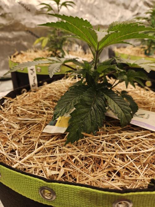 Geist Grow – Geist Grow OG S1. Week 4