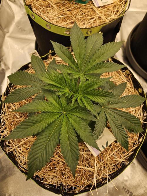 Geist Grow – Geist Grow OG S1. Week 4