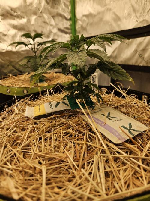 Gas Gimlet - Wizard Trees #3. Week 4