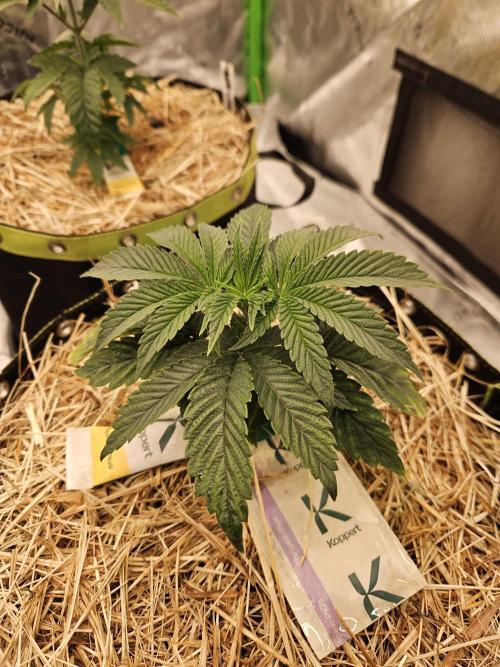 Gas Gimlet - Wizard Trees #3. Week 4