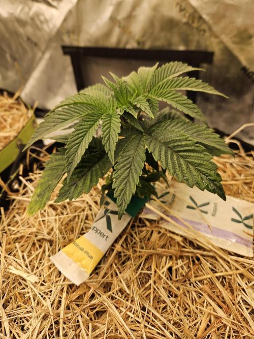 Gas Gimlet - Wizard Trees #3. Week 4