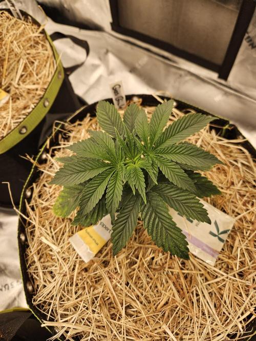 Gas Gimlet - Wizard Trees #3. Week 4