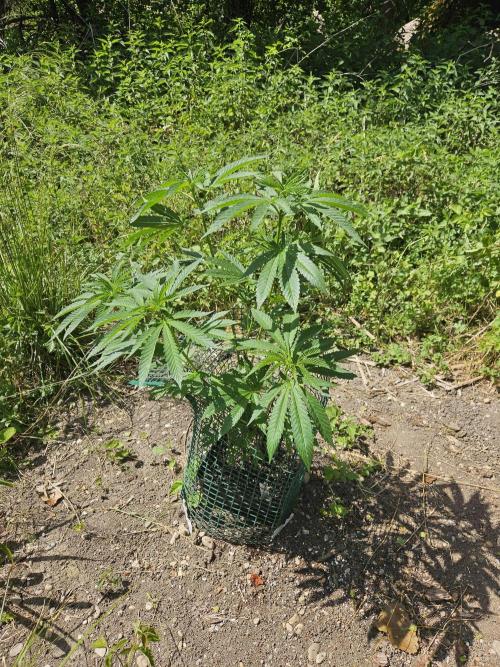 Forbidden Runtz Guerilla Grow. Week 9