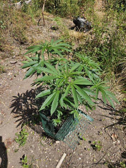 Forbidden Runtz Guerilla Grow. Week 9