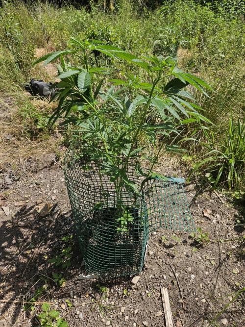 Forbidden Runtz Guerilla Grow. Week 9
