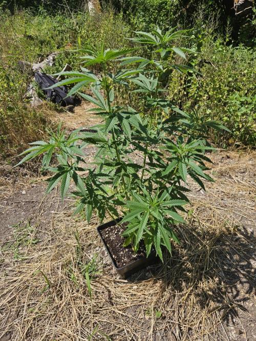 Hellfire OG - Guerilla Grow. Week 9