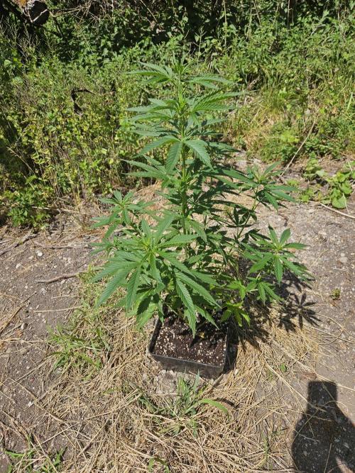 Hellfire OG - Guerilla Grow. Week 9