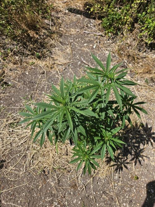 Hellfire OG - Guerilla Grow. Week 9