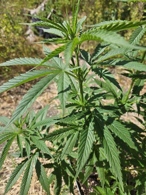 Hellfire OG - Guerilla Grow. Week 9