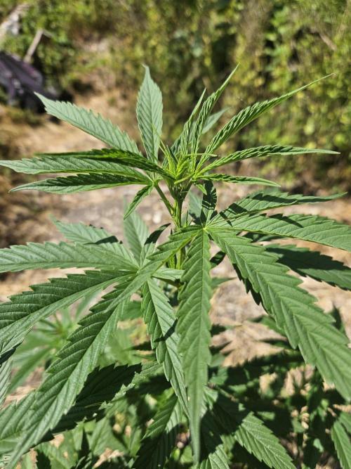 Hellfire OG - Guerilla Grow. Week 9