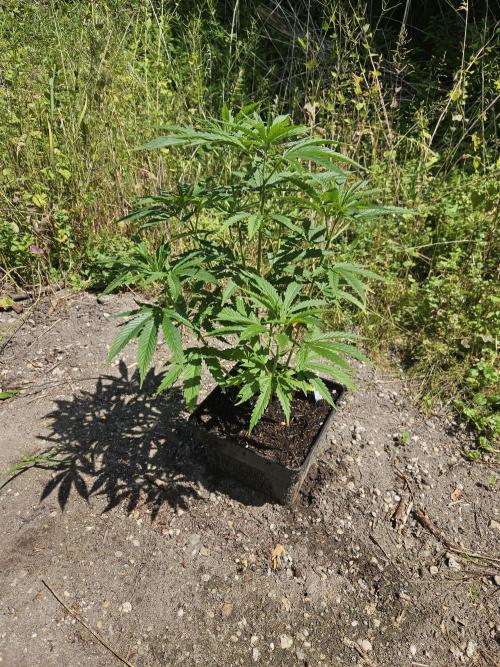 Strawberry Guawa - Guerilla Grow. Week 9