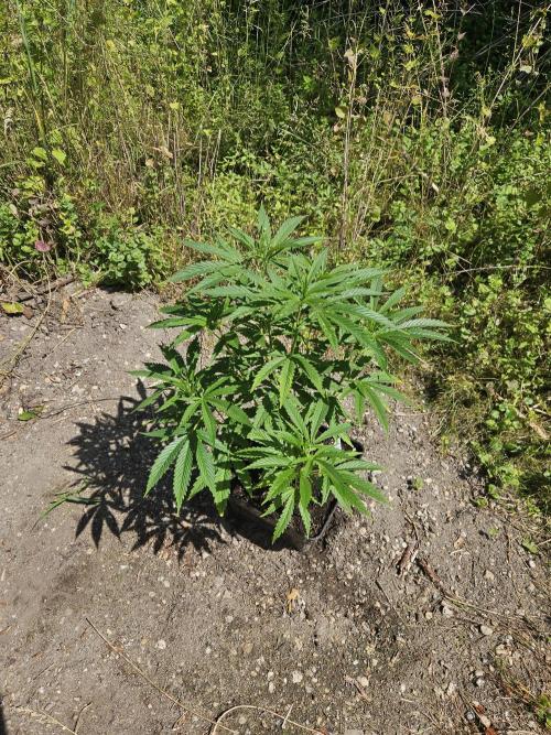 Strawberry Guawa - Guerilla Grow. Week 9