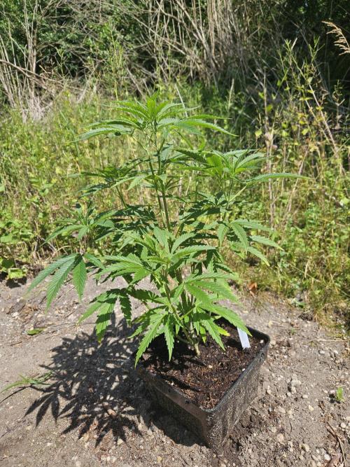 Strawberry Guawa - Guerilla Grow. Week 9