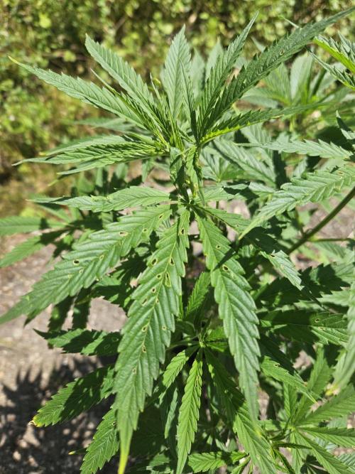 Strawberry Guawa - Guerilla Grow. Week 9