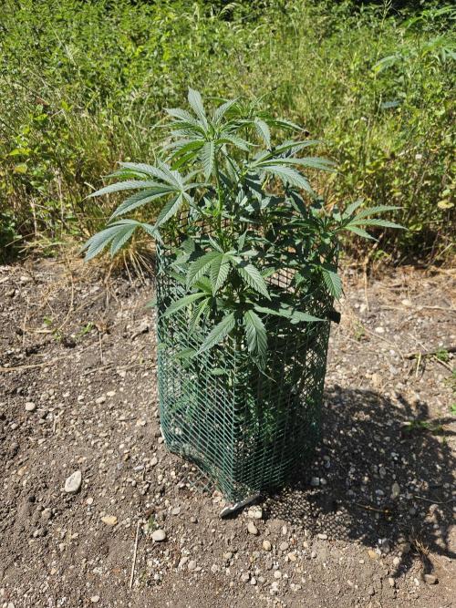 Strawberry Guawa - Guerilla Grow. Week 9