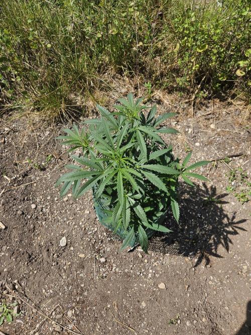 Strawberry Guawa - Guerilla Grow. Week 9