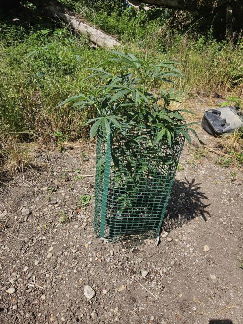 Strawberry Guawa - Guerilla Grow. Week 9
