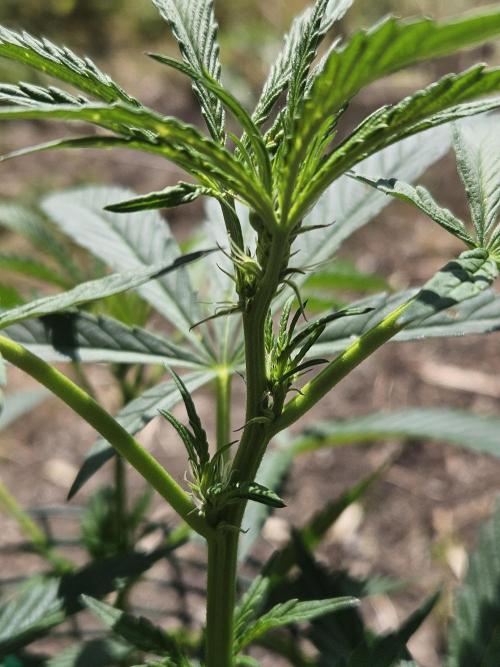 Strawberry Guawa - Guerilla Grow. Week 9