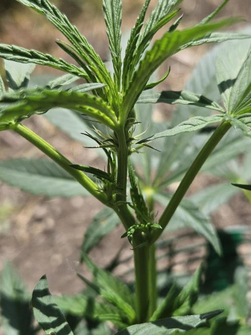 Strawberry Guawa - Guerilla Grow. Week 9
