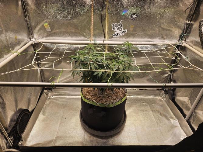Slushberry Mintz - Outdoor vs Indoor. Week 10