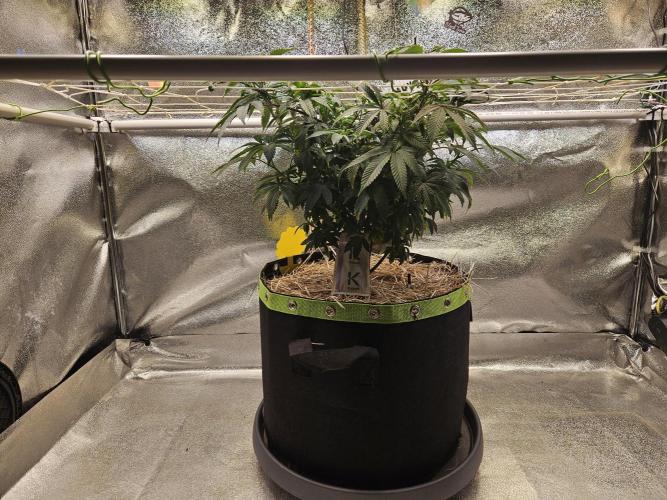 Slushberry Mintz - Outdoor vs Indoor. Week 10