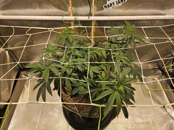 Slushberry Mintz - Outdoor vs Indoor. Week 10