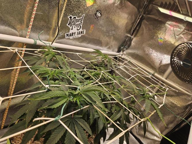 Slushberry Mintz - Outdoor vs Indoor. Week 10