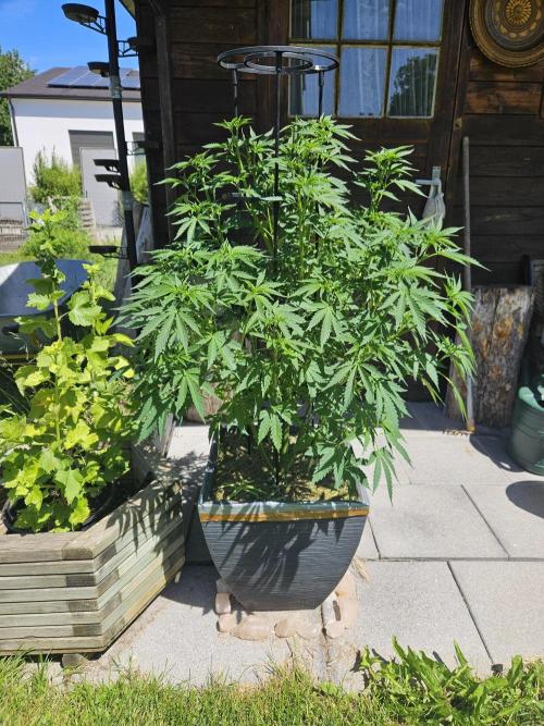 Slushberry Mintz - Outdoor vs Indoor. Week 10