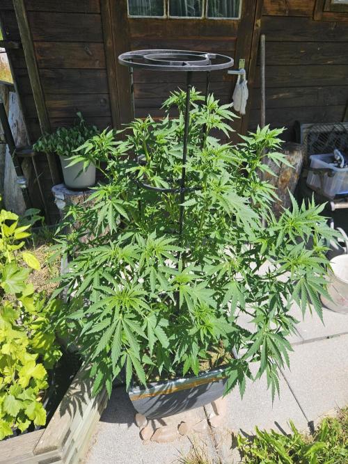 Slushberry Mintz - Outdoor vs Indoor. Week 10