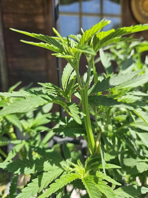 Slushberry Mintz - Outdoor vs Indoor. Week 10