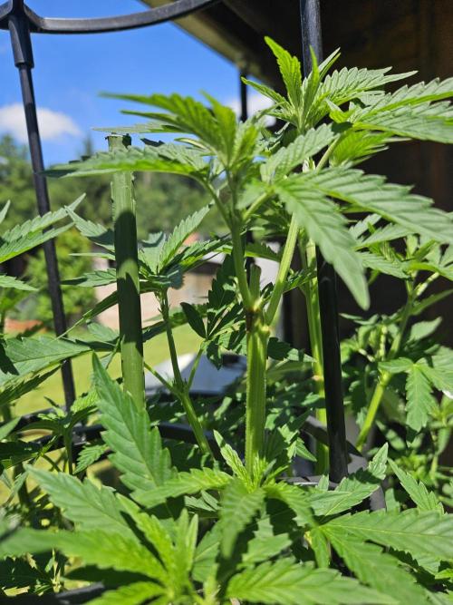 Slushberry Mintz - Outdoor vs Indoor. Week 10