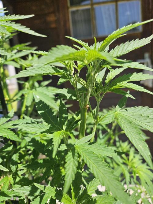 Slushberry Mintz - Outdoor vs Indoor. Week 10