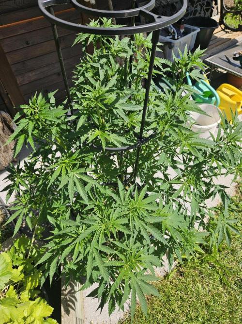 Slushberry Mintz - Outdoor vs Indoor. Week 10
